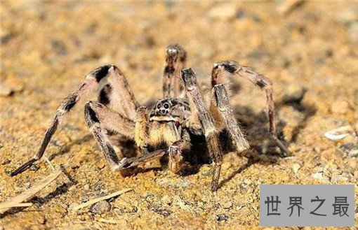 世界十大剧毒蜘蛛，巴西漫游蜘蛛竟可治疗男性阳痿