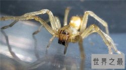世界十大剧毒蜘蛛，巴西漫游蜘蛛竟可治疗男性阳痿