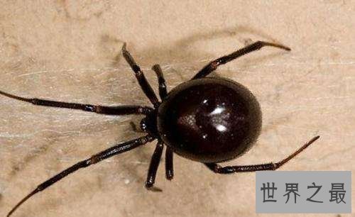 世界十大剧毒蜘蛛，巴西漫游蜘蛛竟可治疗男性阳痿