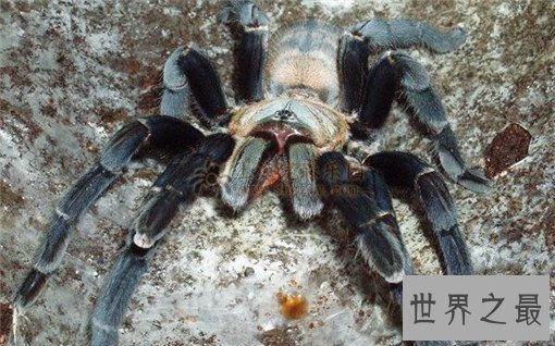 世界十大剧毒蜘蛛，巴西漫游蜘蛛竟可治疗男性阳痿