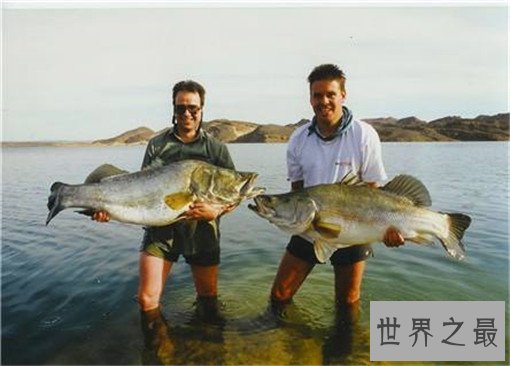 世界最凶猛的鱼排行，亚马逊鲇鱼最为凶猛（250磅，9英尺长）