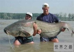 世界最凶猛的鱼排行，亚马逊鲇鱼最为凶猛（250磅，9英尺长）