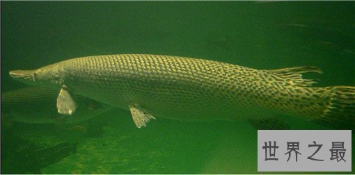 世界最凶猛的鱼排行，亚马逊鲇鱼最为凶猛（250磅，9英尺长）