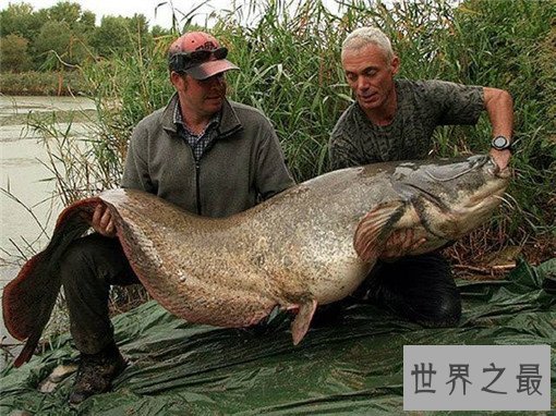 世界最凶猛的鱼排行，亚马逊鲇鱼最为凶猛（250磅，9英尺长）