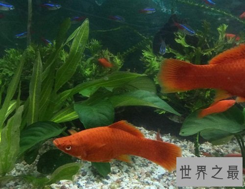 玛丽鱼堪称新手专属，原因大家知道吗？