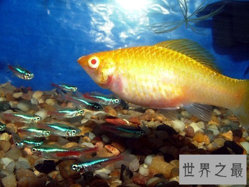 玛丽鱼堪称新手专属，原因大家知道吗？