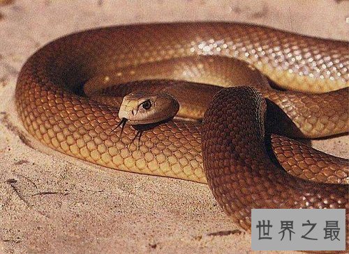 太攀蛇毒性怎么样？揭秘世界上最毒的蛇！