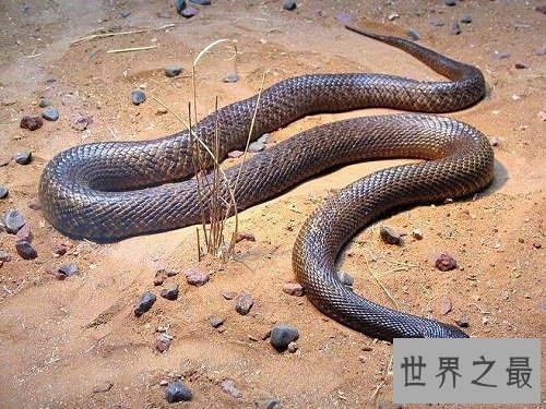 太攀蛇毒性怎么样？揭秘世界上最毒的蛇！