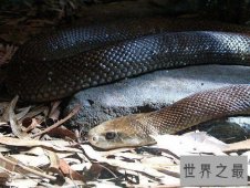 太攀蛇毒性怎么样？揭秘世界上最毒的蛇！
