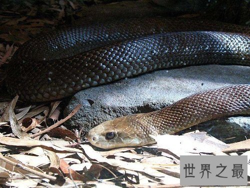 太攀蛇毒性怎么样？揭秘世界上最毒的蛇！