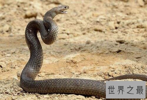 太攀蛇毒性怎么样？揭秘世界上最毒的蛇！
