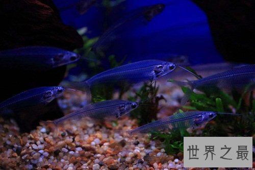 热带鱼怎么养？养鱼小课堂开课啦！