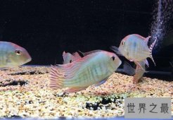 热带鱼怎么养？养鱼小课堂开课啦！