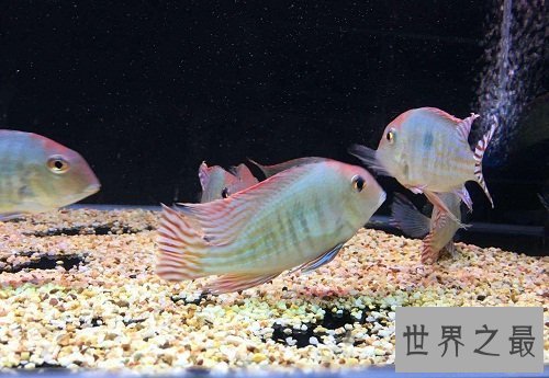 热带鱼怎么养？养鱼小课堂开课啦！