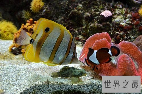 热带鱼怎么养？养鱼小课堂开课啦！