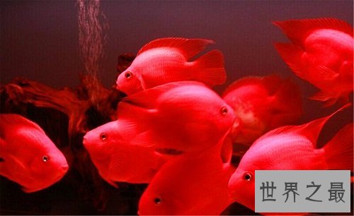 热带鱼怎么养？养鱼小课堂开课啦！