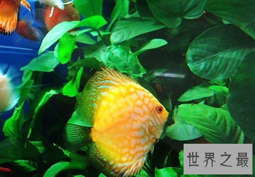 热带鱼怎么养？养鱼小课堂开课啦！