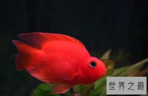 热带鱼怎么养？养鱼小课堂开课啦！