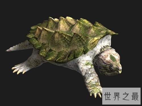 大鳄龟的可爱你懂吗？养宠圈新贵驾到！