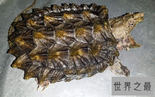 大鳄龟的可爱你懂吗？养宠圈新贵驾到！