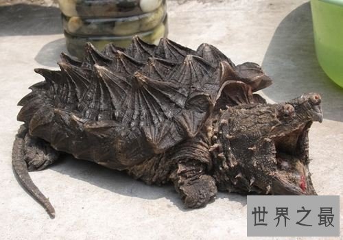 大鳄龟的可爱你懂吗？养宠圈新贵驾到！