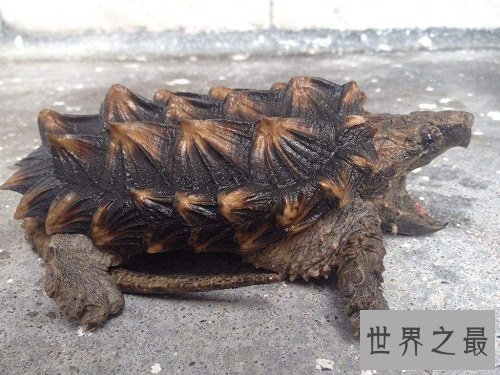 大鳄龟的可爱你懂吗？养宠圈新贵驾到！