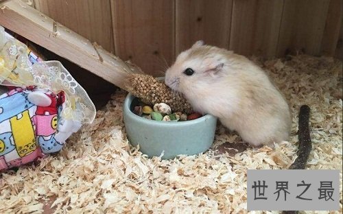 布丁仓鼠饲养教程强袭来袭，各位养宠朋友速速围观吧！