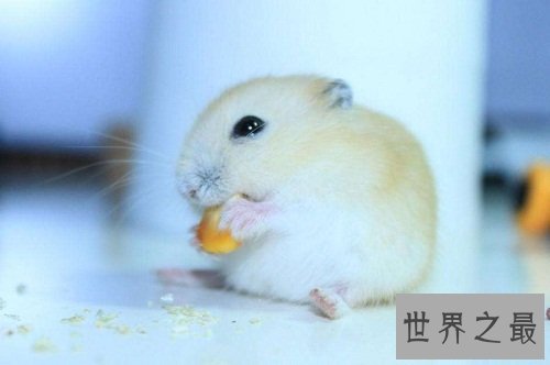 布丁仓鼠饲养教程强袭来袭，各位养宠朋友速速围观吧！