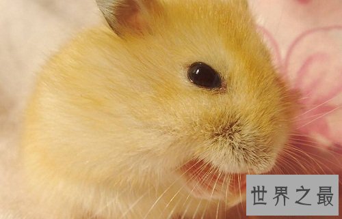 布丁仓鼠饲养教程强袭来袭，各位养宠朋友速速围观吧！