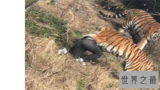 老虎吃人视频清楚看到全过程，车主私自下车造成后果