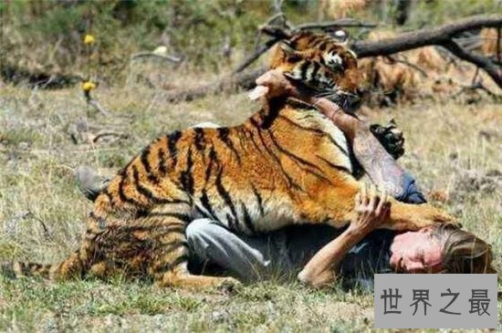 老虎吃人视频清楚看到全过程，车主私自下车造成后果