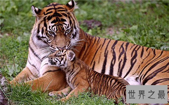 老虎吃人视频清楚看到全过程，车主私自下车造成后果