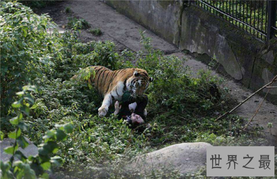 老虎吃人视频清楚看到全过程，车主私自下车造成后果