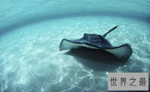 世界十大最凶猛淡水鱼排行榜，闻风丧胆食人鱼只排第二