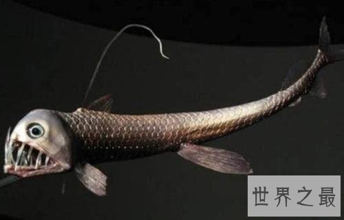 世界十大最凶猛淡水鱼排行榜，闻风丧胆食人鱼只排第二