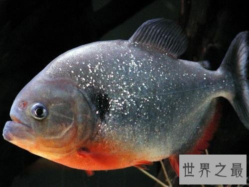 世界十大最凶猛淡水鱼排行榜，闻风丧胆食人鱼只排第二