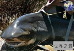 世界十大最凶猛淡水鱼排行榜，闻风丧胆食人鱼只排第二