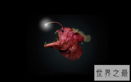 世界十大最凶猛淡水鱼排行榜，闻风丧胆食人鱼只排第二