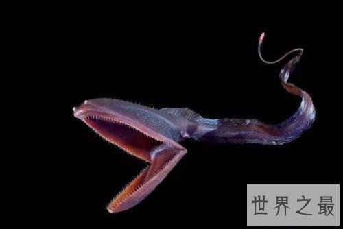 世界十大最凶猛淡水鱼排行榜，闻风丧胆食人鱼只排第二