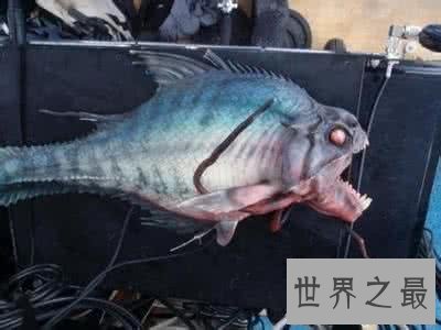 世界十大最凶猛淡水鱼排行榜，闻风丧胆食人鱼只排第二