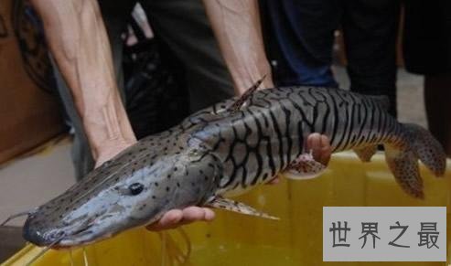 世界十大最凶猛淡水鱼排行榜，闻风丧胆食人鱼只排第二