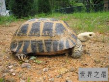 缅甸陆龟不会养？养龟高手来教你！
