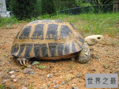 缅甸陆龟不会养?养龟高手来教你!