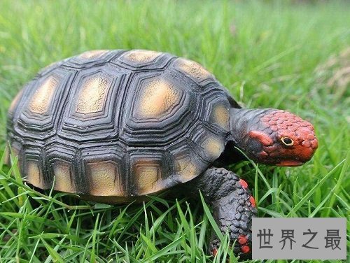 缅甸陆龟不会养?养龟高手来教你!