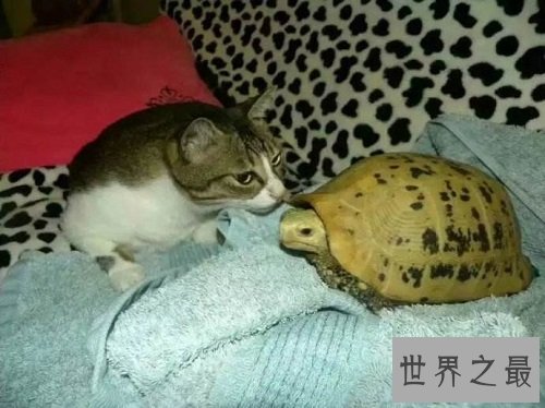 缅甸陆龟不会养?养龟高手来教你!