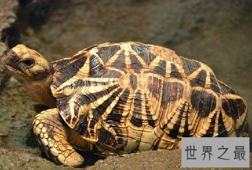 缅甸陆龟不会养?养龟高手来教你!