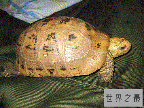 缅甸陆龟不会养?养龟高手来教你!