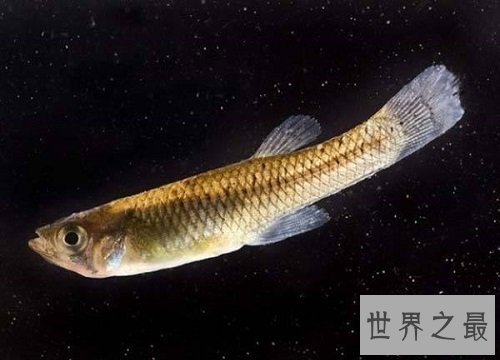 食蚊鱼真的会吃蚊子吗？为你揭秘食蚊鱼的秘密！