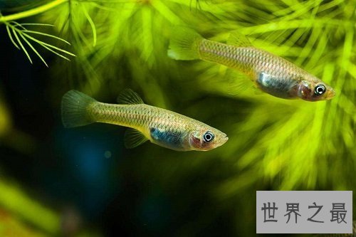 食蚊鱼真的会吃蚊子吗？为你揭秘食蚊鱼的秘密！