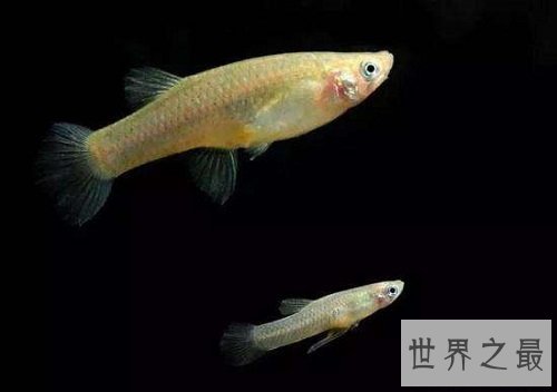 食蚊鱼真的会吃蚊子吗？为你揭秘食蚊鱼的秘密！